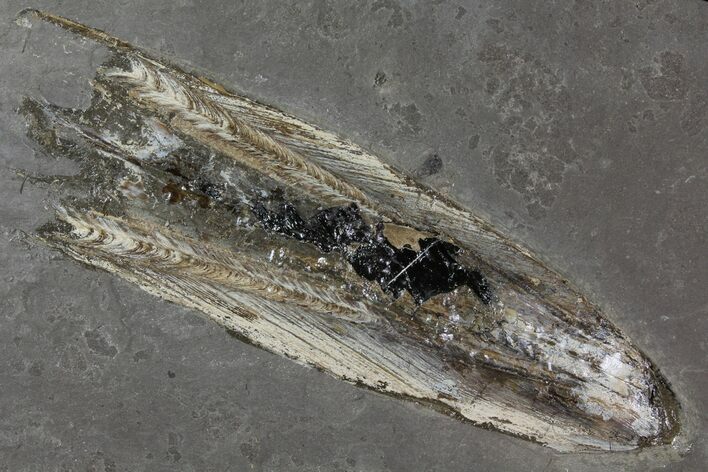 Fossil Squid With Preserved Ink Sack - Posidonia Shale, Germany #114215